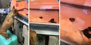 Anne Yüreği Hep Aynı: Prematüre Doğan Yavrusunu İzleyen Anne Köpek