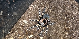 Time Lapse Görüntülerle Bir Tarantulanın Deri Değiştirdiği Anlar