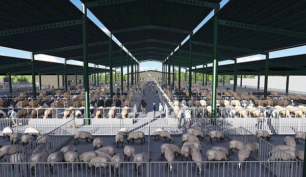 Geçen yıl 280 bin koyun, 896 bin sığır, bu yılın altı ayında ise 245 bin koyun, 706 bin sığır ithal edildi.