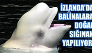 Pozitif Haberler Kuşağında Yeni Bölüm: Dünyanın Dört Bir Yanından 11 Olumlu Haber