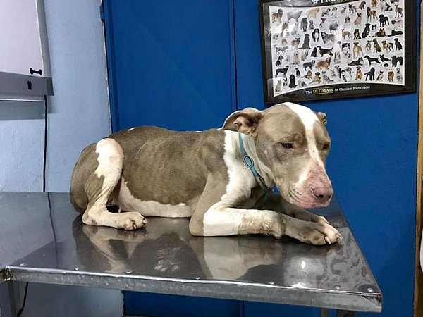 3. Когда Кала была обнаружена сотрудниками приюта, она была настолько истощена, что даже не могла самостоятельно встать. По всему телу у нее были раны и порезы, а также глубокие следы от впившейся в шею цепи.