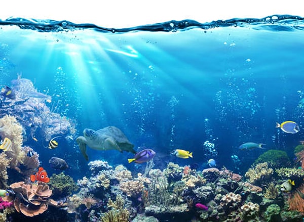 1. Нашли Немо?