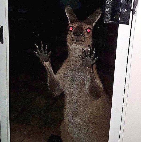 17. "Avustralya'da hırsızlardan korkmuyoruz, ancak kangurular bizi korkutuyor."