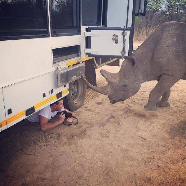 9. Хотите фоточку носорога? Сначала нажмите кнопочку "Сохраниться"