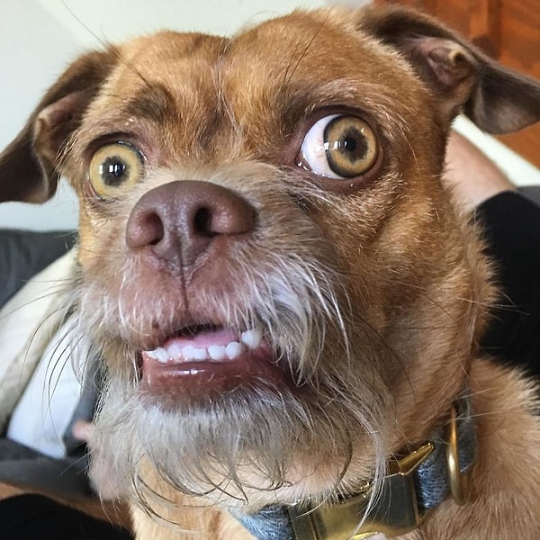 15. Когда автоматический слив в туалете произошел слишком рано...