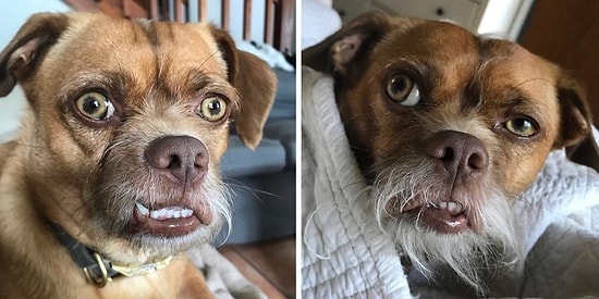 Все на лице написано: Простой пес по кличке Бекон, который умеет выражать свои эмоции получше многих актеров