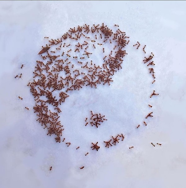 3. Янта Найкер говорит, что несмотря на все сложности (муравьи быстро разбегаются и частенько портят вид), процесс захватывающе интересен.