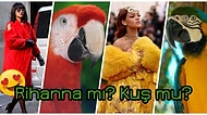 Bu Nasıl Benzerlik! 30 Fotoğrafta Kuşlara Benzetilen Güzeller Güzeli Rihanna
