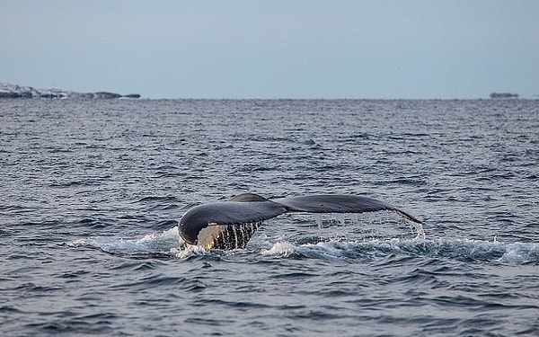 10. В какой океан впадает большинство рек России?