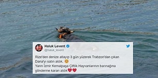 Haluk Levent Yine Devrede! Yüzerek Rize'den Trabzon'a Firar Eden Boğa Kesilmeyecek