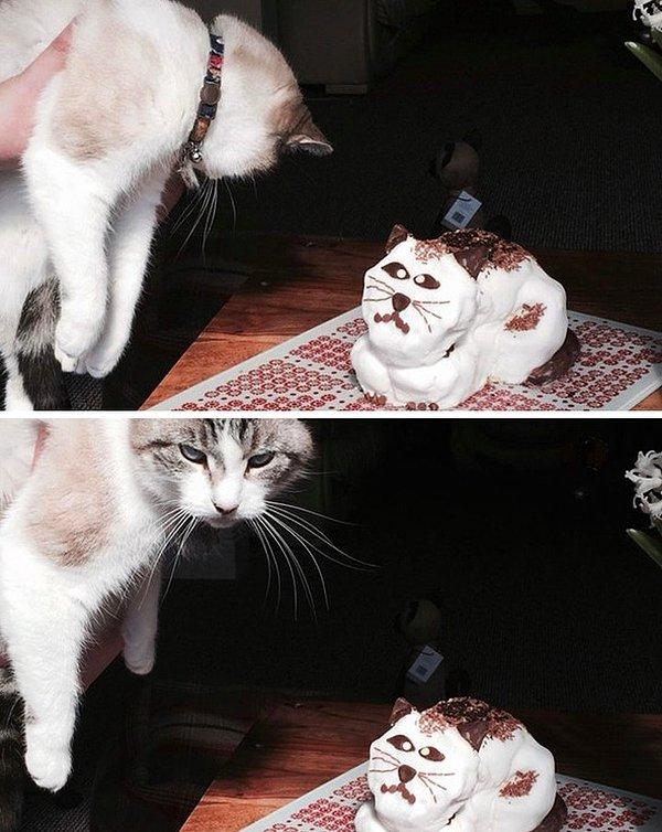 12. “Kedi kesinlikle doğum günü pastasını sevmedi.”