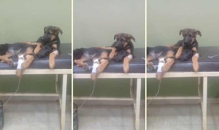 Tedavi Gören Kardeşinin Yanından Bir An Olsun Ayrılmayan Köpek