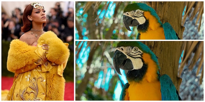 Двойники из мира фауны: поразительное сходство Рианны и пернатых из разных стран мира