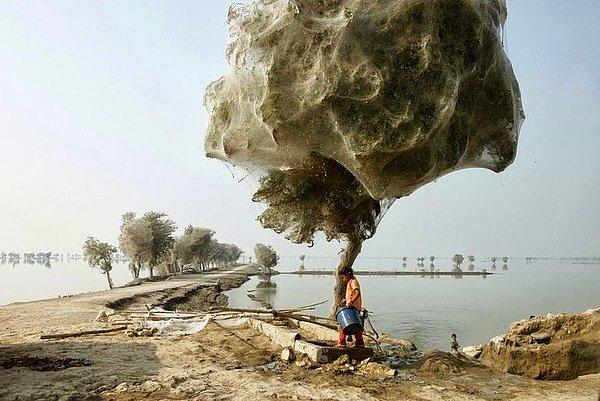 1. Pakistan'ı vuran sel felaketinde örümcekler hayatta kalabilmek için yükseklere çıkınca ortaya çıkan görüntü.