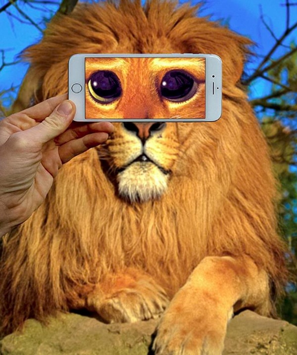 18. Когда в жизни ты кот, а в душе - лев 😅