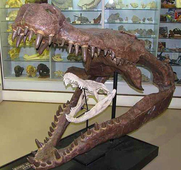 7. Modern timsahın kafatası Deinosuchus kafatasının içinde. Bir zamanlar timsahlar epey bir ürkütücüymüş!