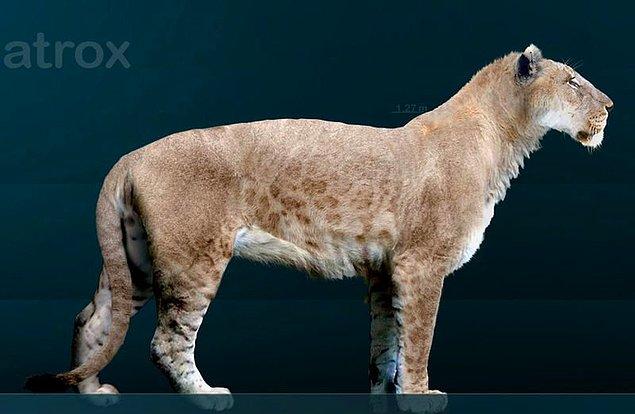 11. En büyük kedilerden biri. Bugünkü Afrika aslanlarına oranla %25 daha iriydi ve 11 bin yıl önce nesli tükendi.