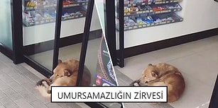 Twitter'ın Mizahşörleri Tarafından Paylaşılmış Geçtiğimiz Haftanın En İyi 27 Videosu