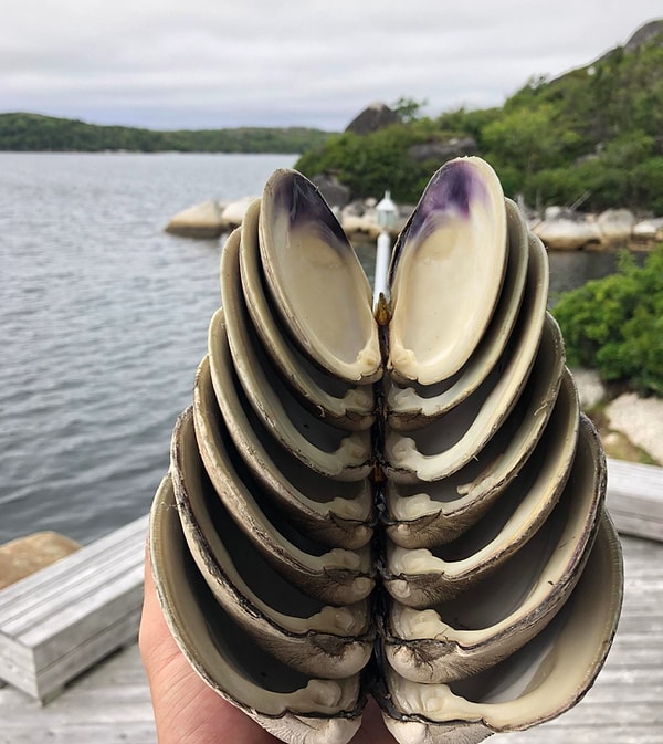 5. Если сложить все эти раковины вместе, то получается что-то из фильма про пришельцев...