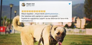 Arabanın Arkasında Sürüklenmişti: Tedavisi Tamamlanan Talihsiz Köpek Fethiye Belediyesi'nde Zabıta Oldu