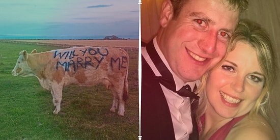 Köyüne Romantizm Getiren Çiftçiden İnek Üzerine Yazılmış 'Benimle Evlenir misin?' Mesajı