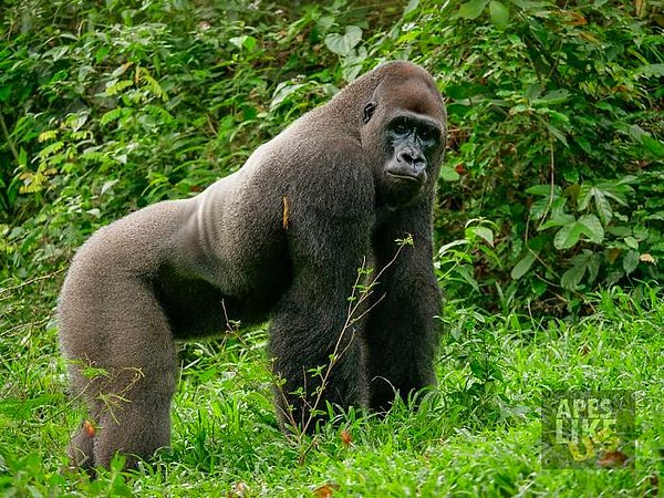 Ape Action Africa, nesli tükenmekte olan gorilleri, şempanzeleri ve maymunları korumak amacıyla 1996 yılında kurulan ve kâr amacı gütmeyen bir kurumdur.