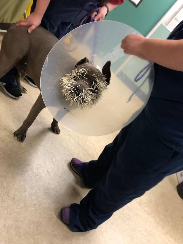 3. Судя по этому фото, победил дикобраз