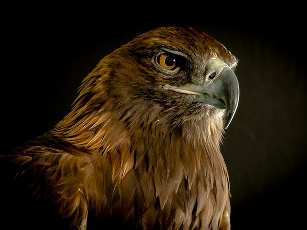 Ваш тотем - орел!