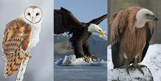 Тест: Какая хищная птица – ваш тотем?
