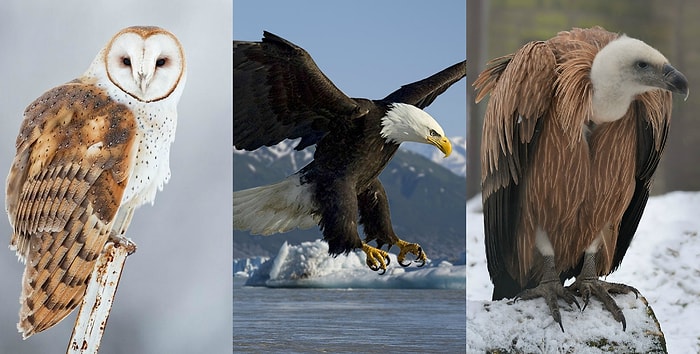 Тест: Какая хищная птица – ваш тотем?