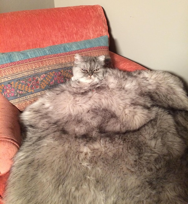 11. Кому плед из шкуры кота?