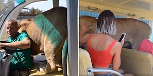 Safari Yapan Turistlerin Aracına Girerek İnsanlara Sarılan Aslan