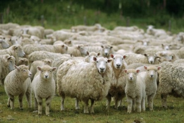 10. Как называется стадо овец?