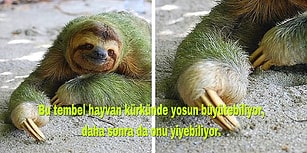 Sizi Hayvanlar Aleminde Bir Gezintiye Çıkarırken Ufkunuzu da Fazlasıyla Açacak 101 Bilgi