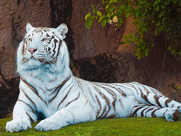 3. Существуют ли в природе голубые тигры?