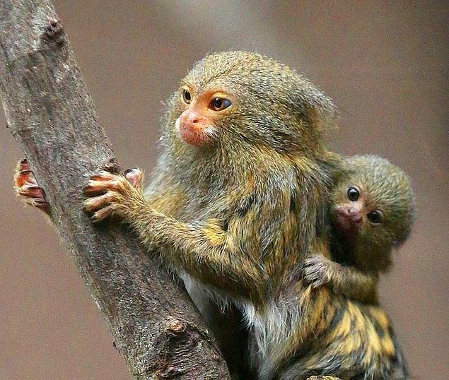 61. Bir maymun türü olan Marmosetler ortalama bir el büyüklüğündedirler. Marmoset erkekleri, dişi yorulmasın diye hamilelik sürecinden sonra yavruların bakımını üstlenir; onları taşır, temizler, besler.