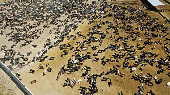 Ankara Valiliği'nden Şarbon Açıklaması: 'Herhangi Bir Vakaya Rastlanmamıştır'