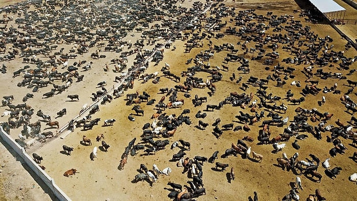 Ankara Valiliği'nden Şarbon Açıklaması: 'Herhangi Bir Vakaya Rastlanmamıştır'