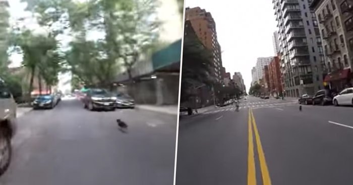 Bi' Dünya İnsanı Peşinden Koşturarak New York Caddelerini Alt Üst Eden Köpek