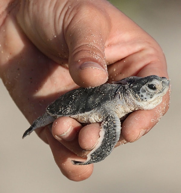 2. Черепах съедают, разоряют их гнезда, загрязняют среду обитания