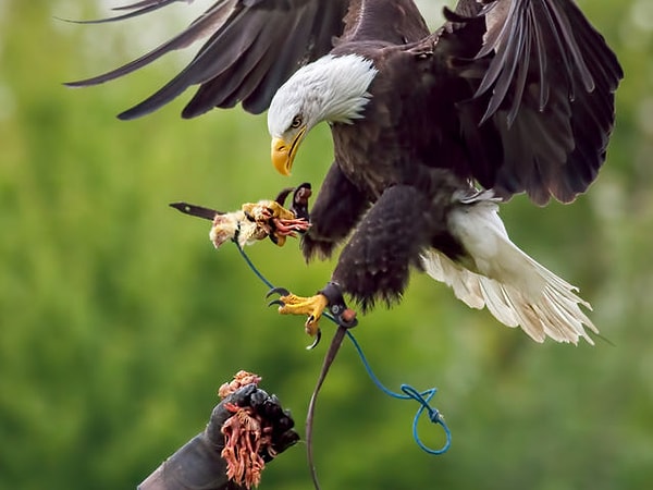 Вы бы были соколиным охотником!