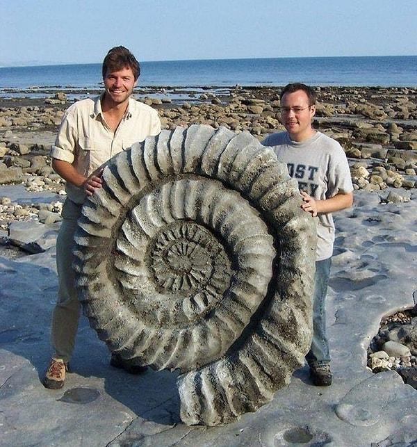 15. 400 bin yıl öncesinden kalma dev bir ammonit.