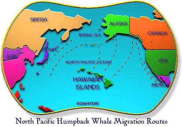 Tüm bu döngü sona erdikten 3 milyon yıl sonra da bu hareketlilik sürmeye devam etti, kambur balinaları ele alalım.