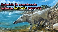Bir Yolcu Uçağından Büyük Balina Cinslerinin Evrim Süreci Boyunca Nasıl Bu Boyutlara Ulaştığını Açıklıyoruz!