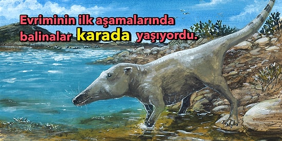 Bir Yolcu Uçağından Büyük Balina Cinslerinin Evrim Süreci Boyunca Nasıl Bu Boyutlara Ulaştığını Açıklıyoruz!