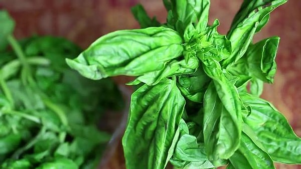 8. Как правильно хранить базилик, чтобы сохранить его свежим максимально долго?