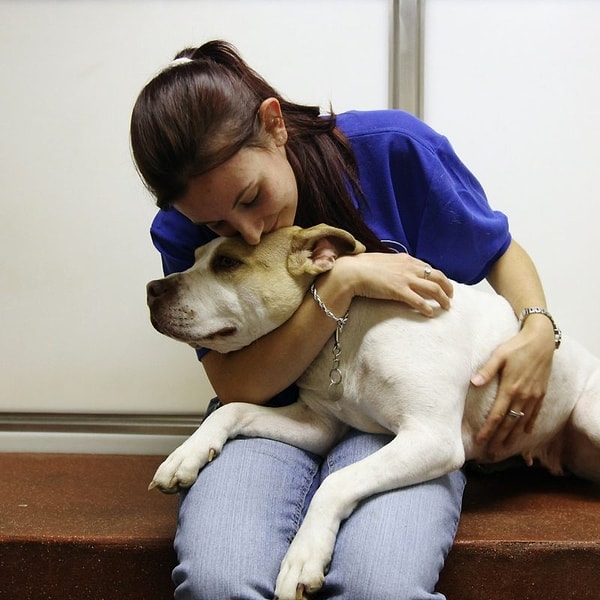 Так что если вы хозяин питомца, подумайте над этими словами. И когда придет время, найдите в себе силы не покидать комнату.