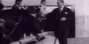 Bazen O Dönemde Yaşayan Bir İnek Olmak İstersin: Şakır Şakır Fransızca Konuştuktan Sonra Hayvancılık Hakkında Bilgi Alan Atatürk