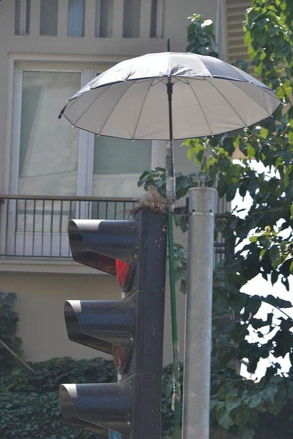9. Trafik lambasının üzerine yuva yapmış bir kuş ve onu hava koşullarından korumak için direğe yapıştırılmış şemsiye!