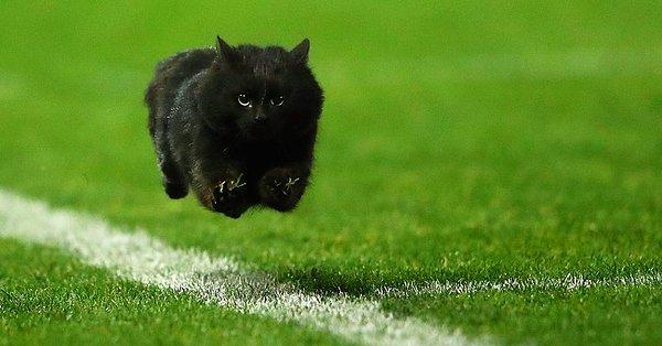 8. Bu kedi maç sırasında sahanın ortasından koşup geçmiş...
